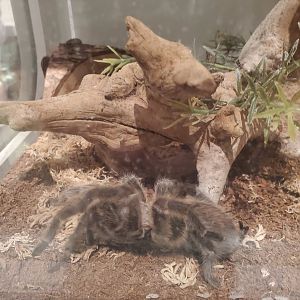 Harvard Museum (2022) - Chilean Rose Tarantula (Alive)