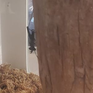 Harvard Museum (2022) - Tailless Whip Scorpion (Alive)