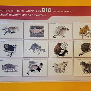 Smithsonian 2/22 - Small Mammal House, small wonders are all around us