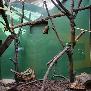 Smithsonian 2/22 - Small Mammal House, rock hyrax
