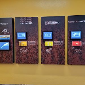 Smithsonian 2/22 - Small Mammal House, The Inside Story: Radiographs