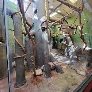 Smithsonian 2/22 - Small Mammal House, southern tamanduas