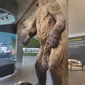 La Brea - Arctodus simus