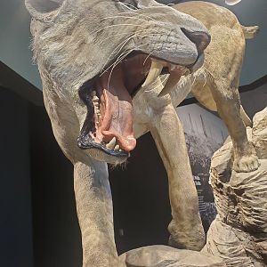 La Brea - Homotherium serum