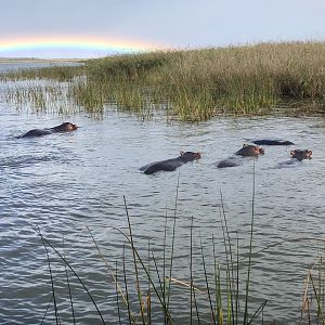 Somewhere over the rainbow…there are hippos