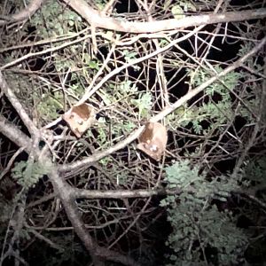 Wahlberg's epauletted fruit bats