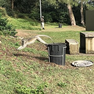 Southern vervet monkey being trashy