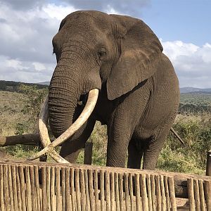 Rambo (the elephant): Last Tusker