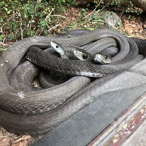 King Ghidorah...but he's a black mamba