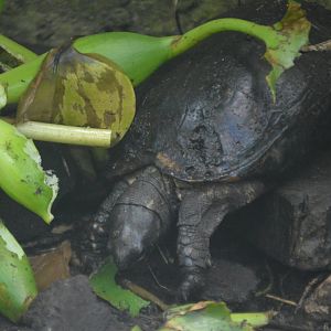 Rhinoclemmys annulata