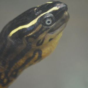 Rhinoclemmys melanosterna