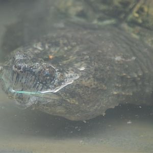 Chelydra acutirostris