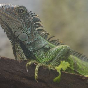 Iguana iguana