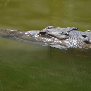 Crocodylus acutus