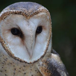 Tyto alba tuidara