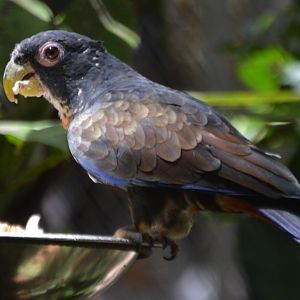 Pionus chalcopterus