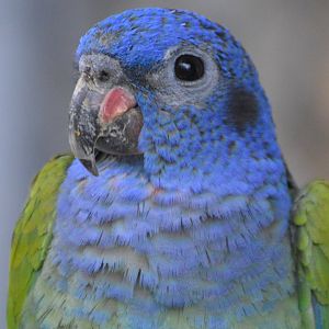 Pionus menstruus rubrigularis