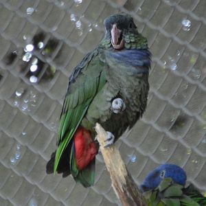 Pionus sordidus