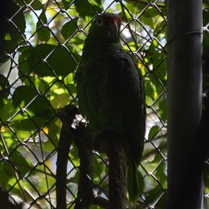 Amazona autumnalis lilacina