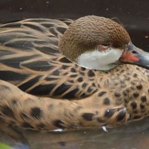 Anas bahamensis (rubirostris?)