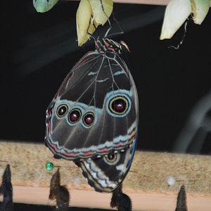 Morpho ID