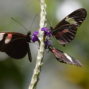 Heliconius sp.