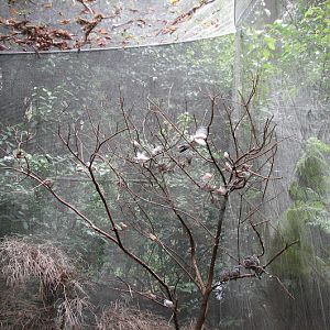 Blackbutt 2007 - Zebra Finches (including Albino), Peaceful Doves, Star Finches, Diamond Doves and Bar-shouldered Doves