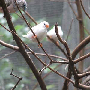 Blackbutt 2007 - Albino Zebra Finches and Peaceful Dove