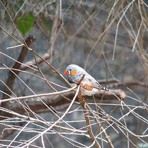 Blackbutt 2007 - Zebra Finch