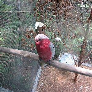 Blackbutt 2007 - Galah (Little Corellas in the background)