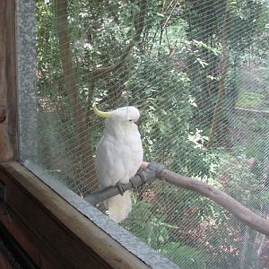 Blackbutt 2007 - Sulphur-crested Cockatoo