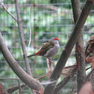 Blackbutt 2007 - Red-browed Finch
