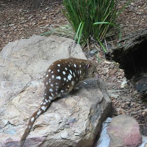 Blackbutt 2007 - Spotted-tailed Quoll