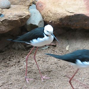 Blackbutt 2007 - Pied Stilts