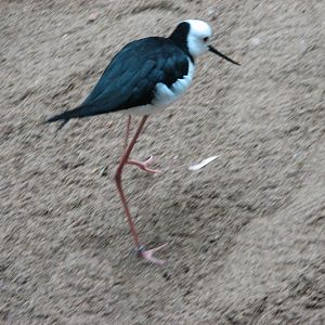 Blackbutt 2007 - Pied Stilt