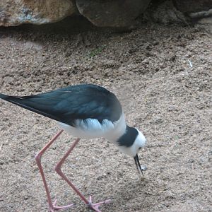 Blackbutt 2007 - Pied Stilt