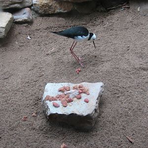 Blackbutt 2007 - Pied Stilt
