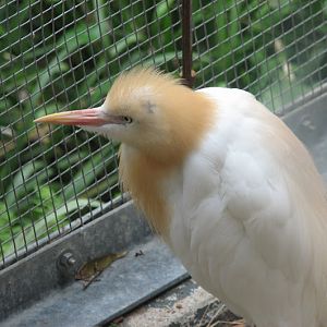 Blackbutt 2007 - Cattle Egret