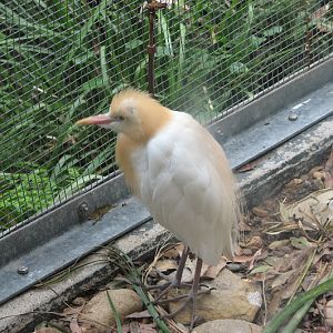 Blackbutt 2007 - Cattle Egret