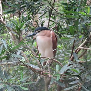Blackbutt 2007 - Nankeen Night Heron