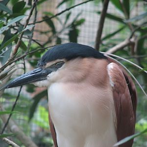 Blackbutt 2007 - Nankeen Night Heron