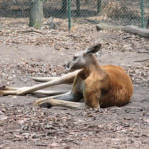 Blackbutt 2007 - Red Kangaroo