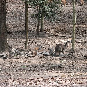 Blackbutt 2007 - Eastern Grey Kangaroos and Common Wallaroos