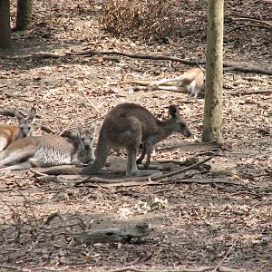 Blackbutt 2007 - Eastern Grey Kangaroo and Common Wallaroos
