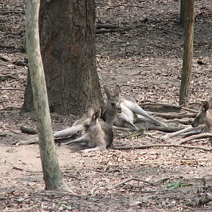 Blackbutt 2007 - Eastern Grey Kangaroos