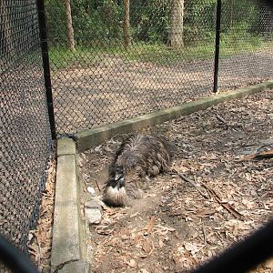 Blackbutt 2007 - Emu