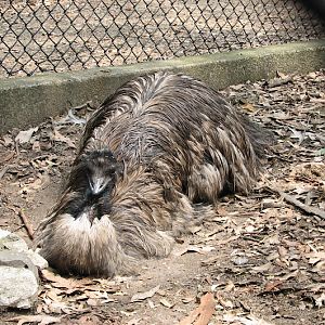 Blackbutt 2007 - Emu