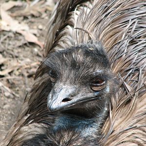 Blackbutt 2007 - Emu