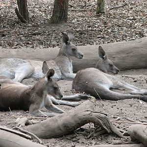 Blackbutt 2007 - Eastern Grey Kangaroos