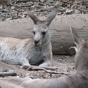 Blackbutt 2007 - Eastern Grey Kangaroos